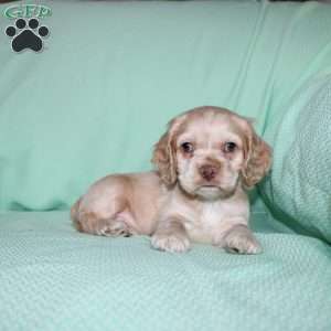 Dancer, Cocker Spaniel Puppy