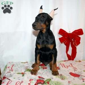 Ethan, Doberman Pinscher Puppy