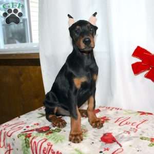 Frankencense, Doberman Pinscher Puppy