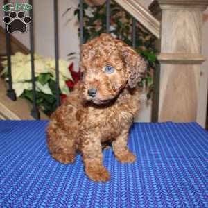 Allen, Mini Whoodle Puppy