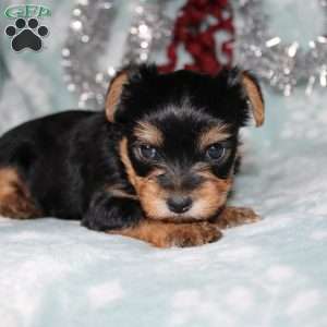 David, Yorkie Puppy