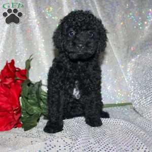 Button, Miniature Poodle Puppy