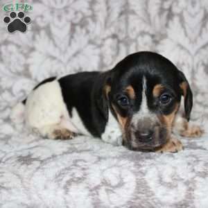 Dean, Jack Russell Mix Puppy