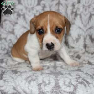 Drew, Jack Russell Mix Puppy