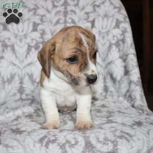 David, Jack Russell Mix Puppy