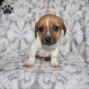 Danny, Jack Russell Mix Puppy