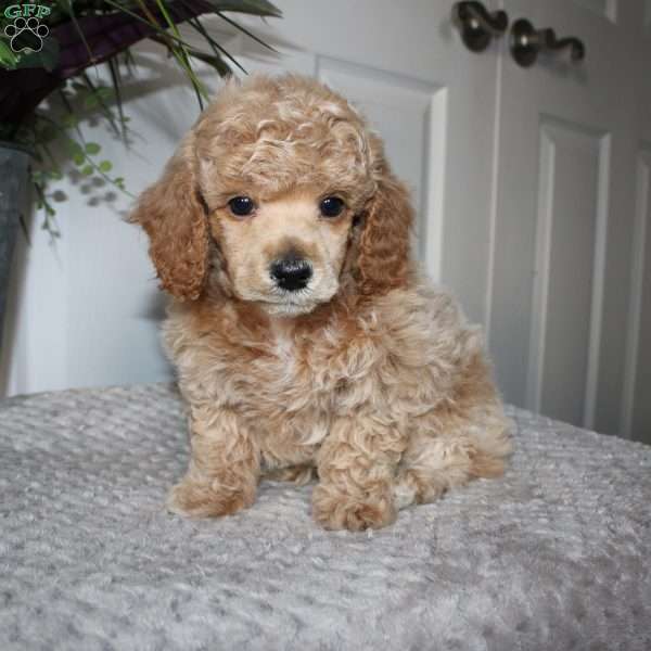 Luke, Miniature Poodle Puppy