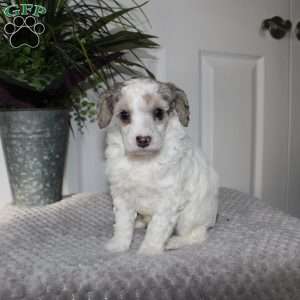 Bud, Miniature Poodle Puppy