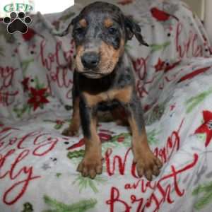 Reggie, Doberman Mix Puppy