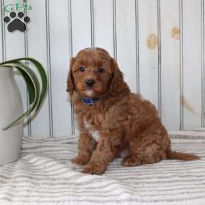 Rambo, Cavapoo Puppy