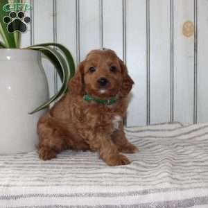 Rascal, Cavapoo Puppy