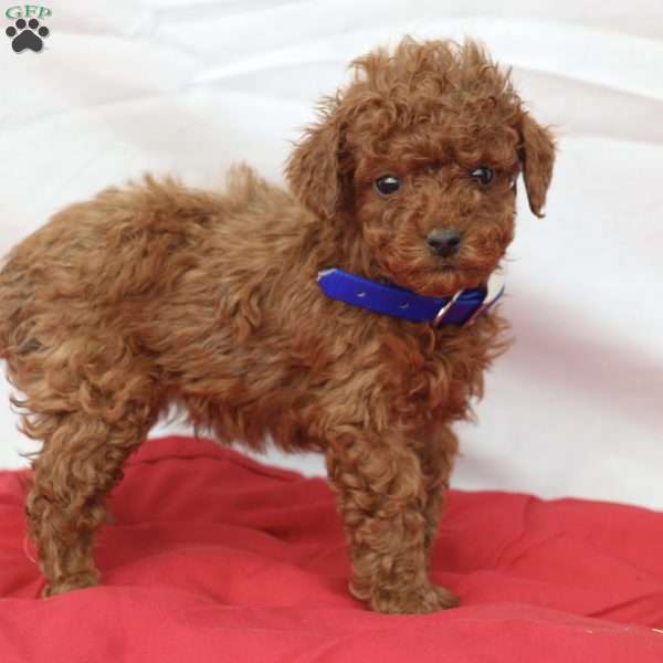 Mac, Miniature Poodle Puppy