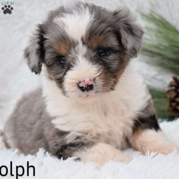 Rudolph, Mini Aussiedoodle Puppy