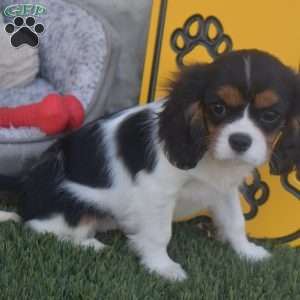 Firestone, Cavalier King Charles Spaniel Puppy