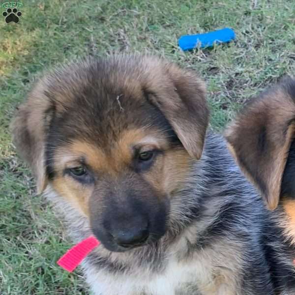 Natalie, German Shepherd Puppy