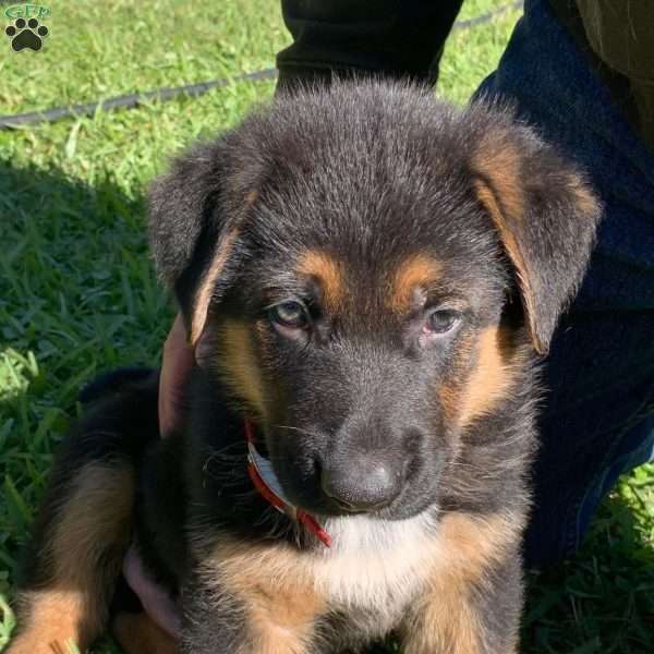 Luci Jr, German Shepherd Puppy