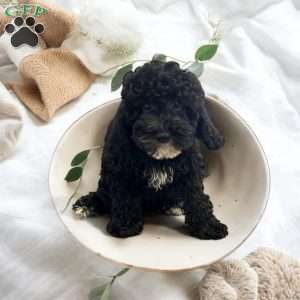 Cider, Cavapoo Puppy