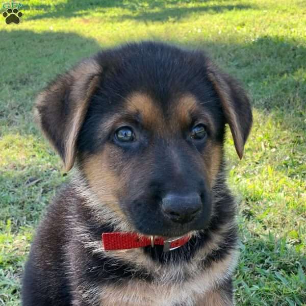 Wolfgang, German Shepherd Puppy