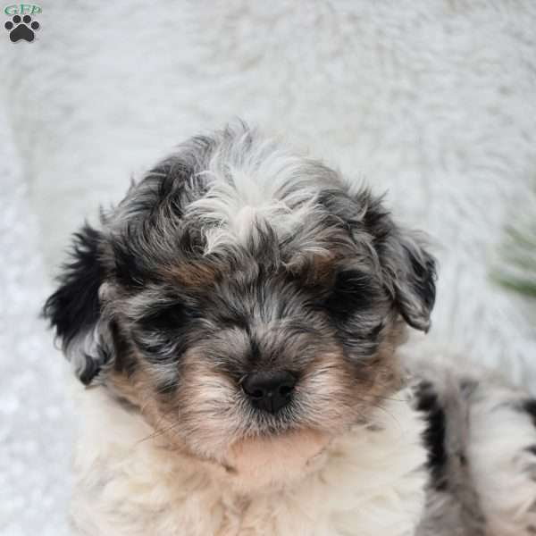 Comet, Mini Aussiedoodle Puppy