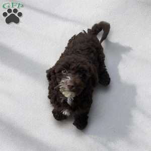 Coco, Cavapoo Puppy