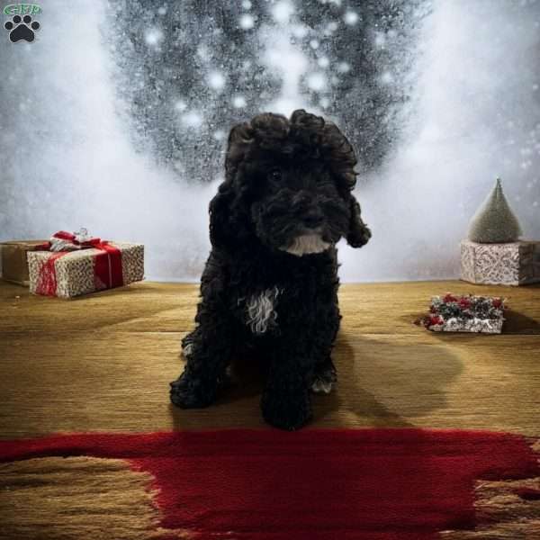 Cider, Cavapoo Puppy