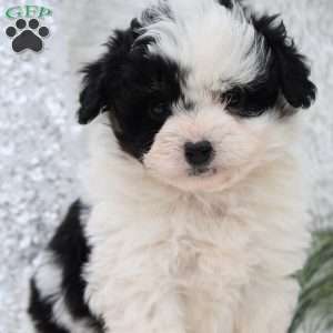 Dasher, Mini Aussiedoodle Puppy