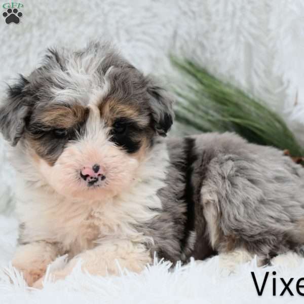 Vixen, Mini Aussiedoodle Puppy