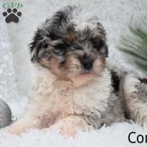 Comet, Mini Aussiedoodle Puppy