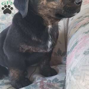 Joey, Labrador Mix Puppy