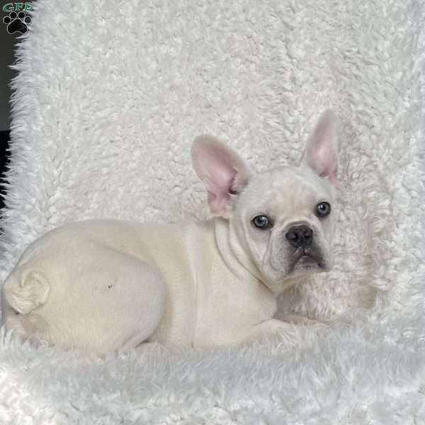 Ty, French Bulldog Puppy