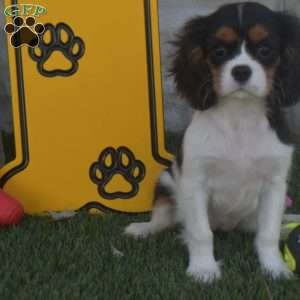 Firestone, Cavalier King Charles Spaniel Puppy