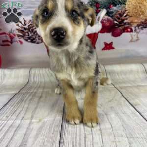 Jamin, Australian Shepherd Puppy