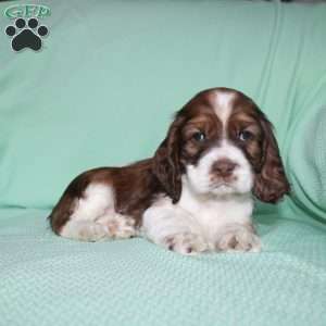 Jolly, Cocker Spaniel Puppy