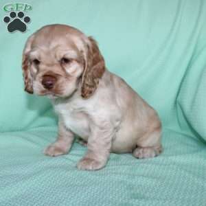 Jingles, Cocker Spaniel Puppy