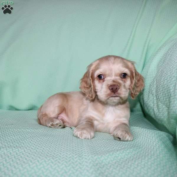 Dancer, Cocker Spaniel Puppy