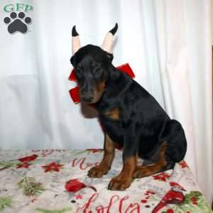 Ethan, Doberman Pinscher Puppy