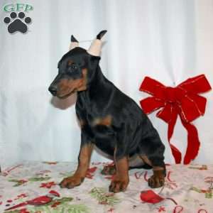 Frankencense, Doberman Pinscher Puppy