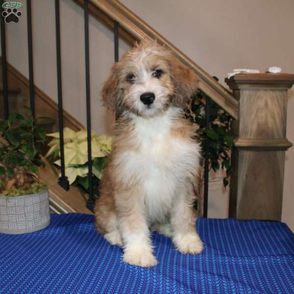 Samson, Mini Labradoodle Puppy