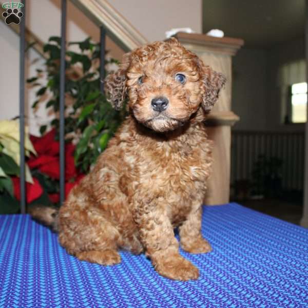 Allen, Mini Whoodle Puppy