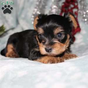 David, Yorkie Puppy