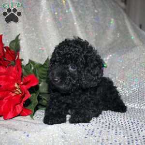 Button, Miniature Poodle Puppy