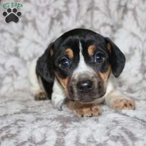 Dean, Jack Russell Mix Puppy