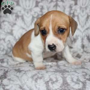 Drew, Jack Russell Mix Puppy