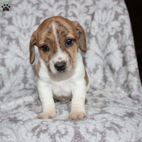 David, Jack Russell Mix Puppy