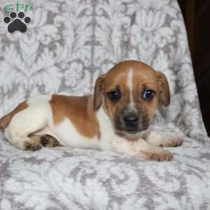 Danny, Jack Russell Mix Puppy