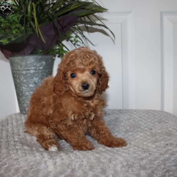 Lyla, Miniature Poodle Puppy