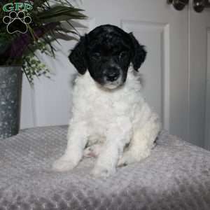 Bran, Miniature Poodle Puppy