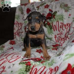 Reggie, Doberman Mix Puppy