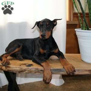 Frankencense, Doberman Pinscher Puppy