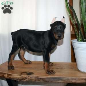 Rufus, Doberman Mix Puppy